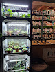 Negocio Culture Indoor Lons - Cbd Shop / Graines De Collection / Semences Kokopelli
