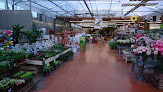 Negocio Jardin Fleuri Reyrieux - Jardinerie Green