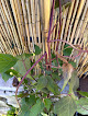 Negocio Javoy Plantes