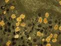 Negocio Plantruffe