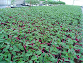 Negocio Rigallaud Horticulture