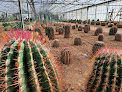 Negocio Toukipic Cactus Plantes Grasses, Succulentes / Pépinière De Cactées La Crau, Toulon, Var,France, Europe