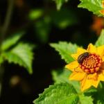 Comment se débarrasser des pucerons naturellement?