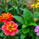 Plantes faciles à entretenir pour débutants