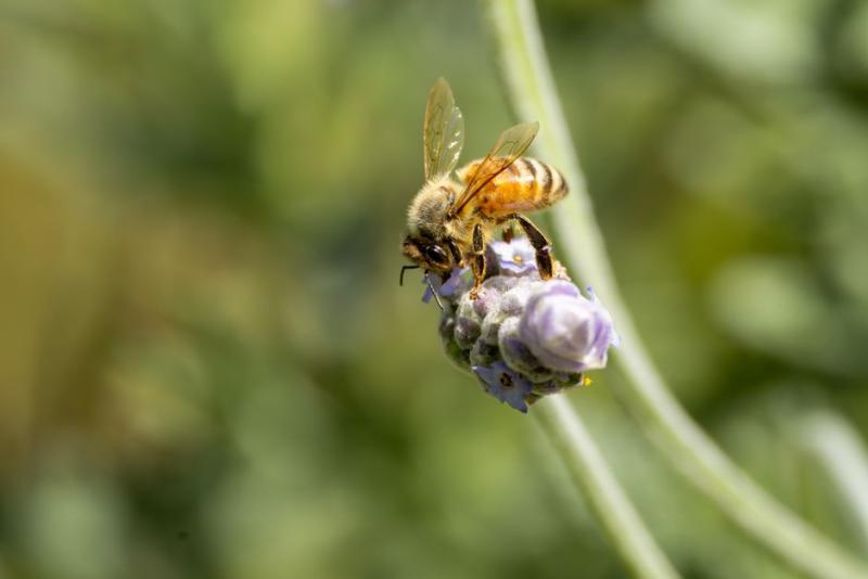 Abeille butinant une fleur de lavande, gros plan macro