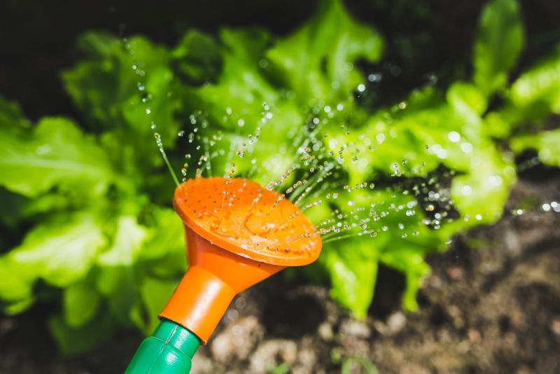 Un arrosoir arrose délicatement des jeunes salades dans le potager