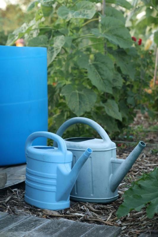 Arrosoirs remplis à côté d’un fût de récupération d’eau de pluie, au milieu d’un potager