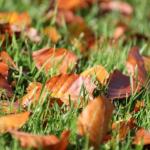 Comment entretenir son jardin en automne ?