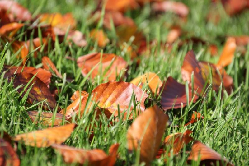 Feuilles mortes colorées tombées sur une pelouse encore verte