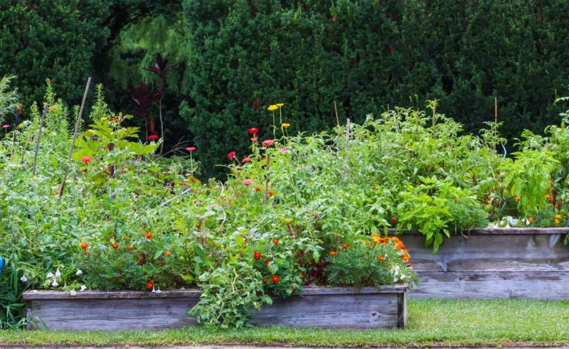 Buttes de jardin garnies de plantes variées et de fleurs en pleine croissance
