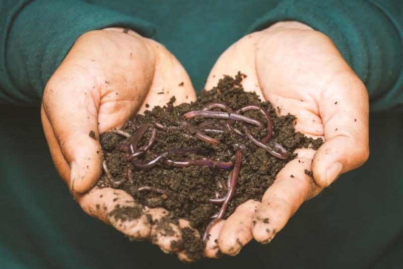 Mains tenant du compost mûr, sombre et grumeleux, avec des vers de terre