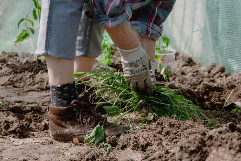 Des mains gantées désherbent une planche de potager