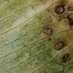 Reconnaître et traiter l'oïdium et le mildiou au jardin