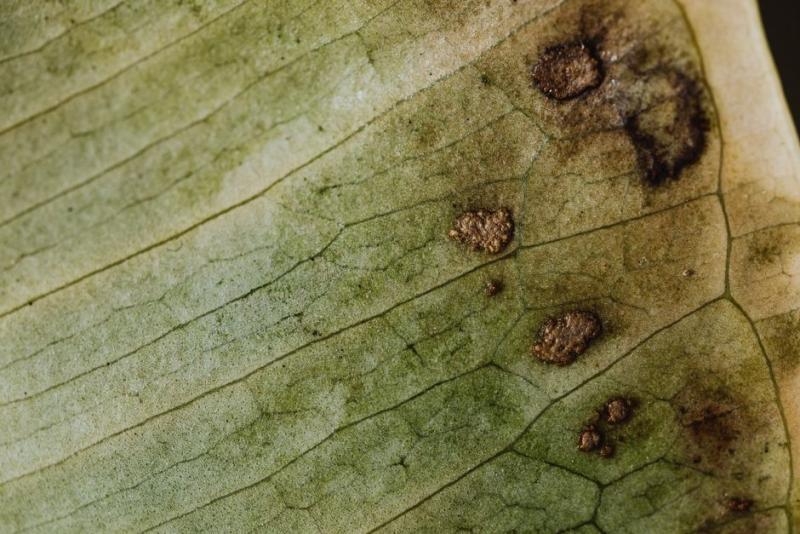 Feuille marquée par des taches brunes et un début de dessèchement, symptôme de maladie fongique