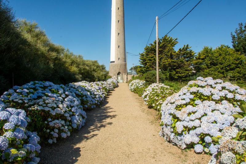Des hortensias bleus le long d'un chemin côtier, typiques du climat océanique breton