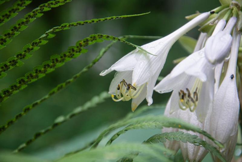 Feuilles de hosta et fougères dans un coin ombragé du jardin