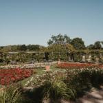 Plantes vivaces : lesquelles choisir selon votre jardin