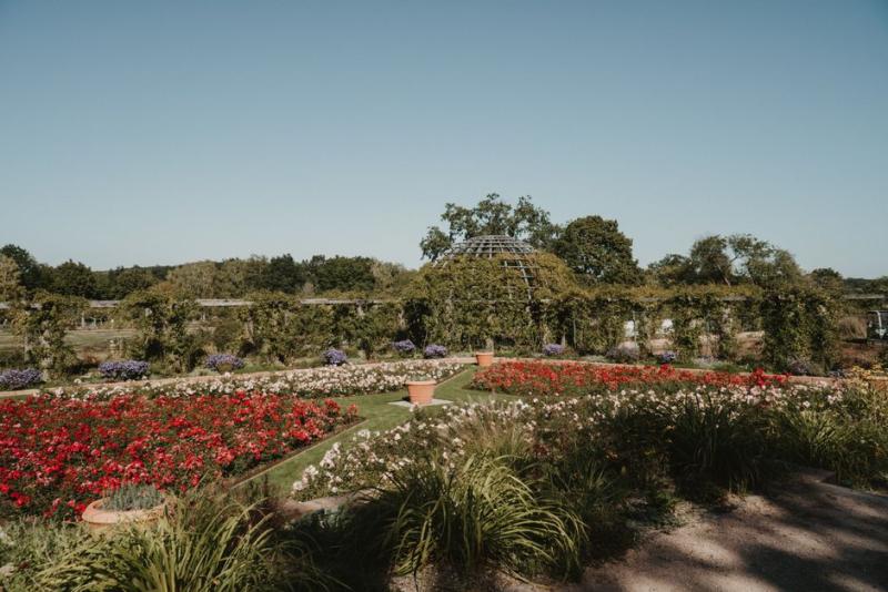 Jardin d'été coloré en pleine floraison sous un ciel bleu