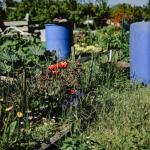 Récupérer et économiser l'eau de pluie au jardin