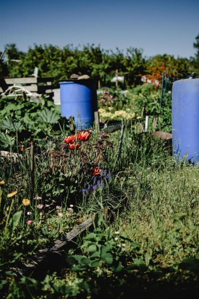 Futs bleus de récupération d'eau de pluie installés au milieu d'un jardin potager