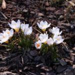 Pourquoi et comment pailler son jardin