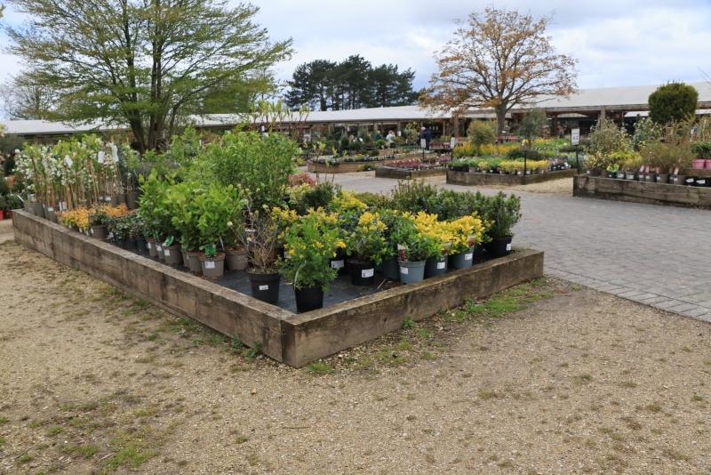 Des plantes variées en pots présentées dans une jardinerie