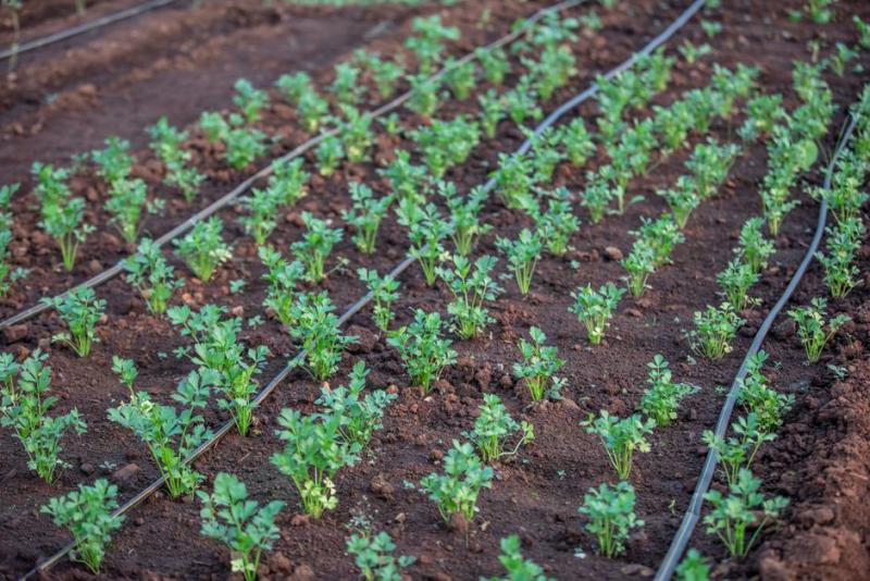 Jeunes plants de légumes arrosés par un système goutte-à-goutte