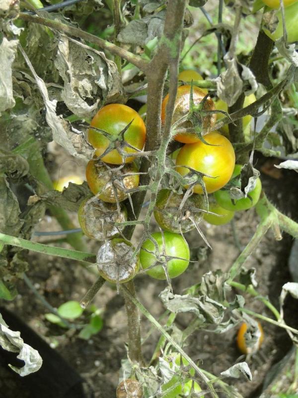Tomates atteintes de mildiou avancé, avec un feutrage grisâtre du champignon visible sur les fruits et les feuilles desséchées