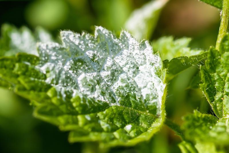 Feuille recouverte d’un voile blanc poudreux caractéristique de l’oïdium