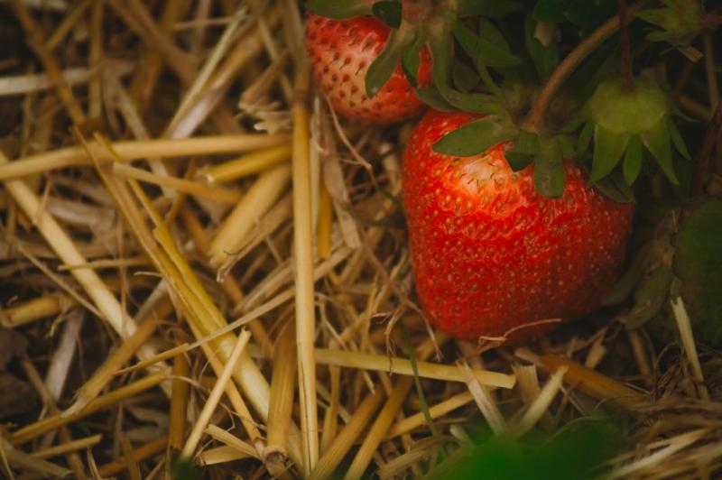 Paillage de paille protégeant le pied d’une plante au jardin