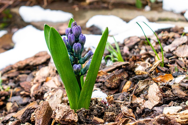 Jeune pousse entourée d’un paillis d’écorce, avec encore un peu de neige au sol