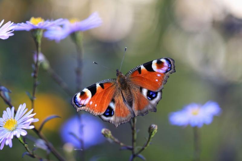 Papillon paon du jour posé sur des fleurs d'aster violettes