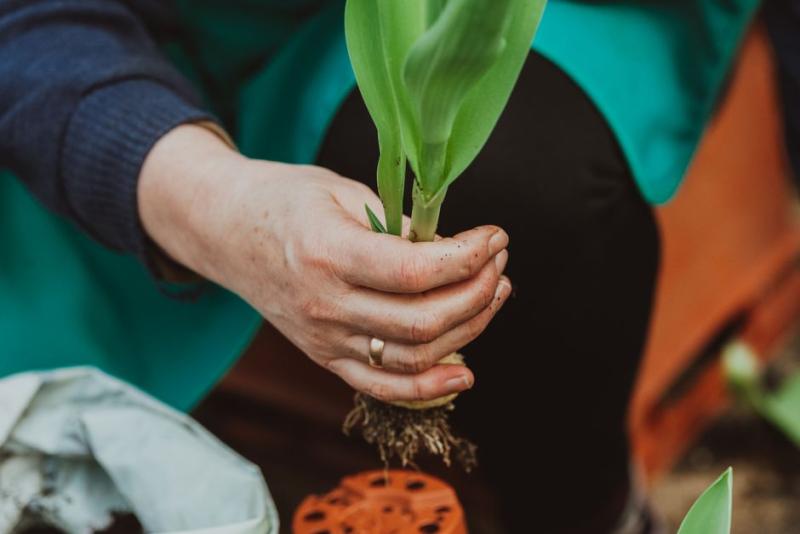 Main tenant un bulbe à fleurs avec ses racines, prêt à être planté