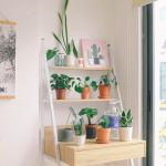 Plantes d’intérieur faciles d’entretien : quelle plante choisir selon votre intérieur ?