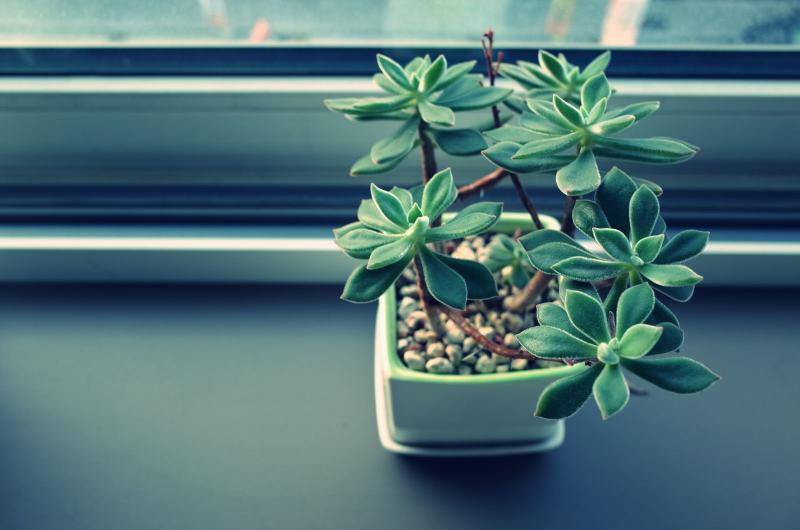 Plante grasse dans un pot décoratif posée près d’une fenêtre