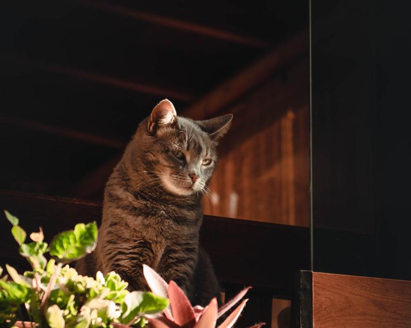 Chat assis près d’une fenêtre entouré de plantes d’intérieur