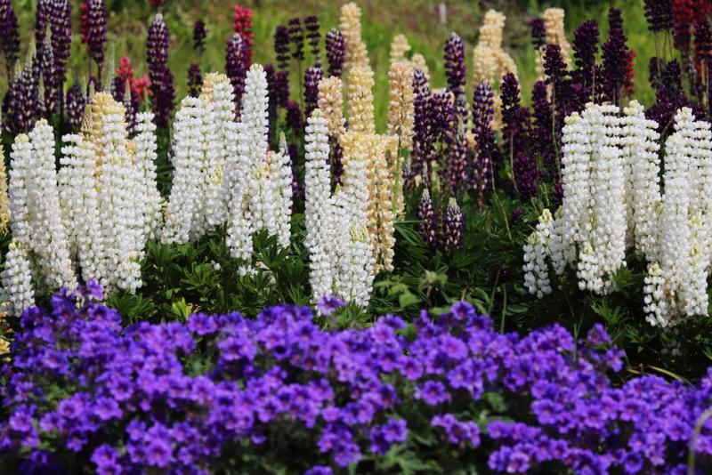 Massif de lupins et fleurs vivaces colorées en plein soleil