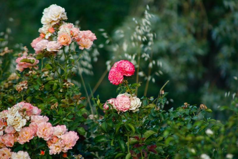 Rosier en pleine floraison dans un jardin