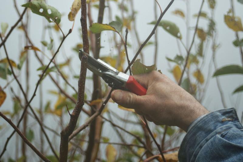 Une main utilise un sécateur pour tailler une branche