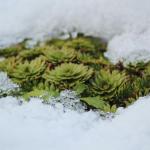 Préparer son jardin pour l'hiver