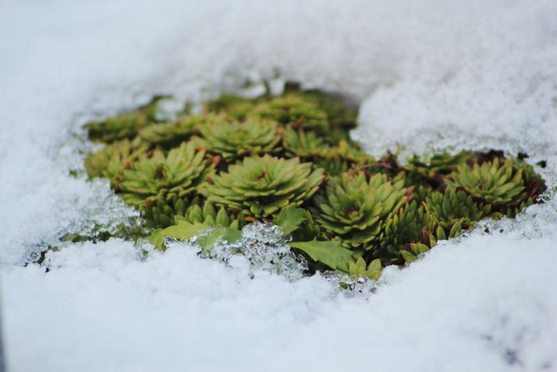 Plante vivace type sedum qui perce sous la neige au jardin