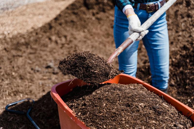 Du compost bien décomposé versé à la brouette pour enrichir le sol du jardin