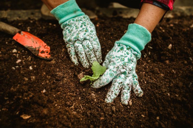 Des mains gantées installent un jeune plant dans un sol fraîchement préparé