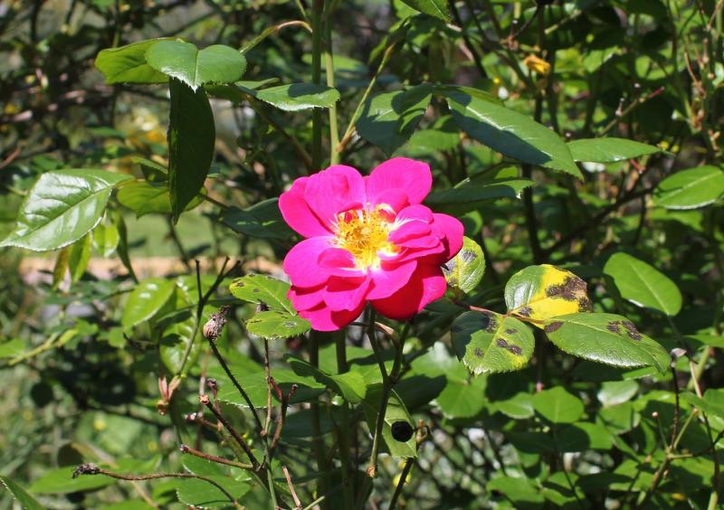 Feuilles de rosier atteintes de la tache noire (Diplocarpon rosae)