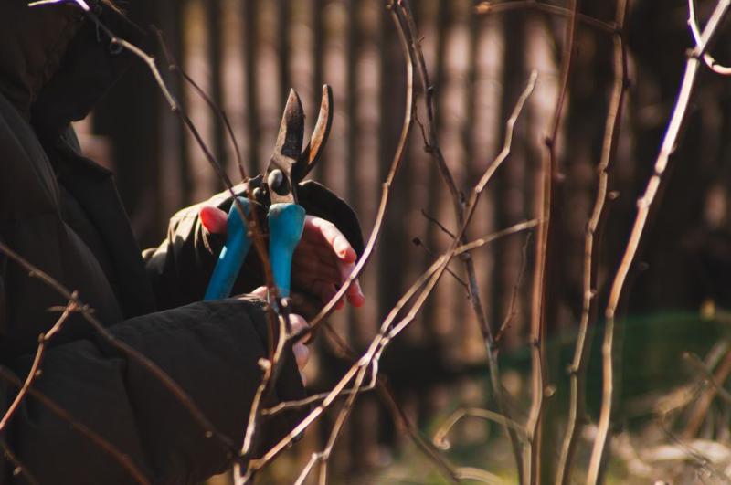 Mains taillant des branches nues avec un sécateur en hiver